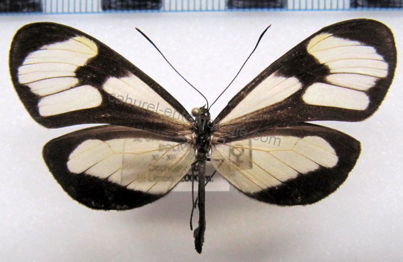  Epityches eupompe  femelle  (Geyer, 1832)                              
