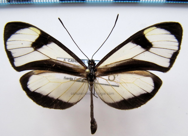  Epityches eupompe  mâle  (Geyer, 1832)                                                             