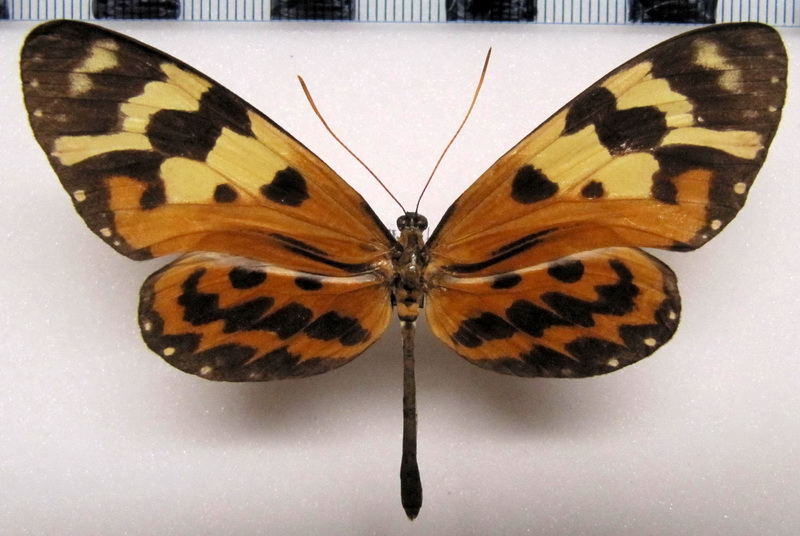  Forbestra equicola    Male    Stoll, 1780                              