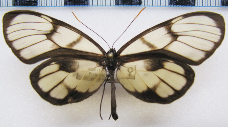  Godyris dircenna   femelle (Felder & Felder, 1865)                              