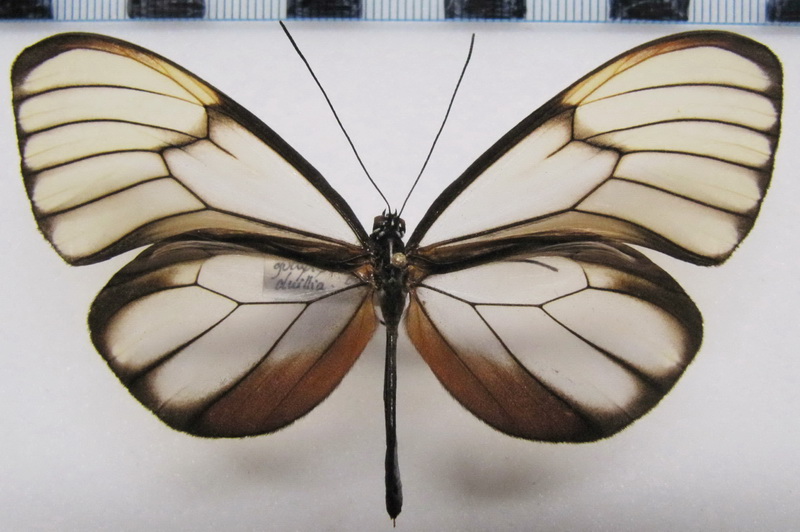  Godyris duillia    mâle   (Hewitson , 1854)                              