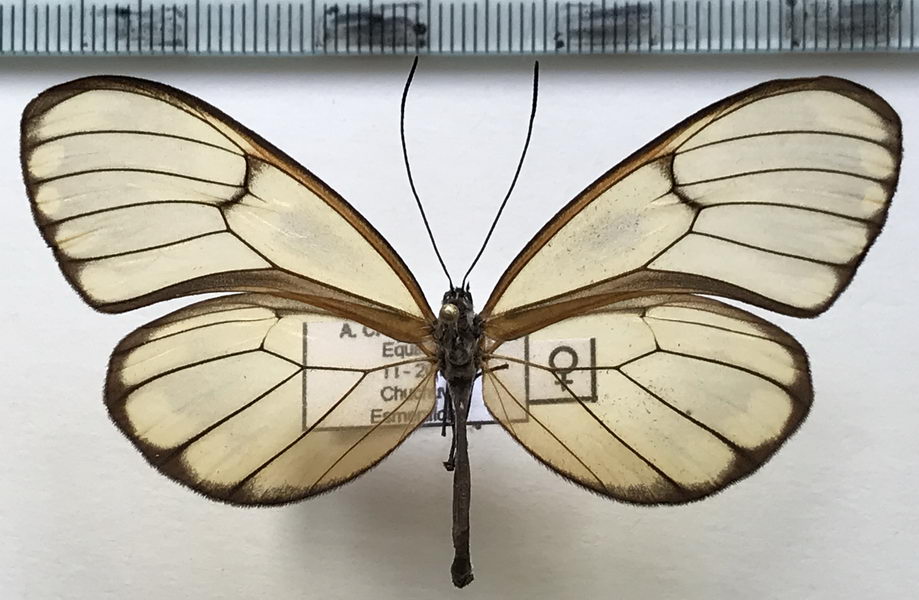 Godyris hewitsoni femelle   (Haensch, 1903)