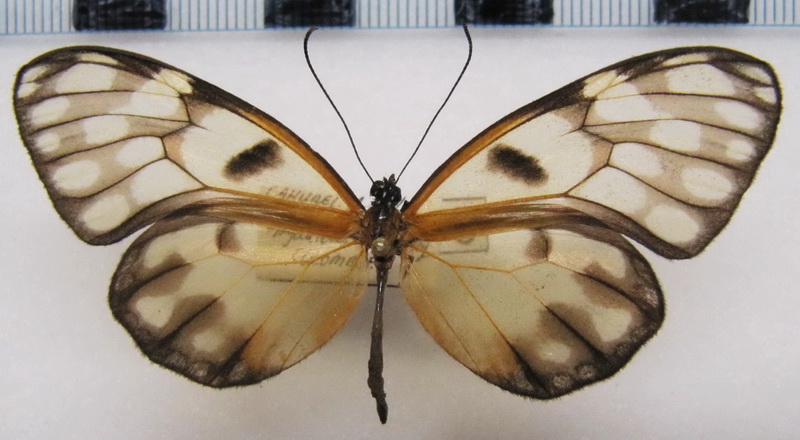  Godyris kedema  albinotata   male  (Butler, 1873)                              