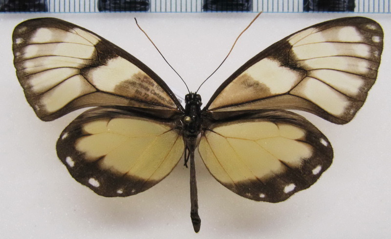  Godyris zavaleta caesiopicta  male (Niepelt, 1915)                              