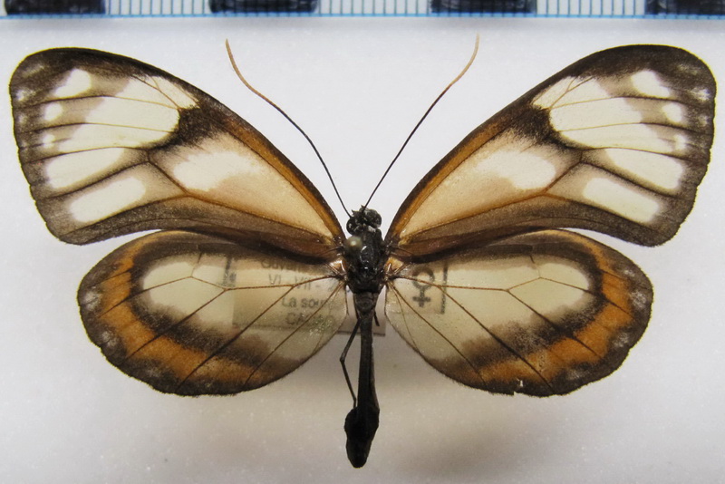 Godyris zavaleta eutelina   femelle   Brevignon, 1993                               