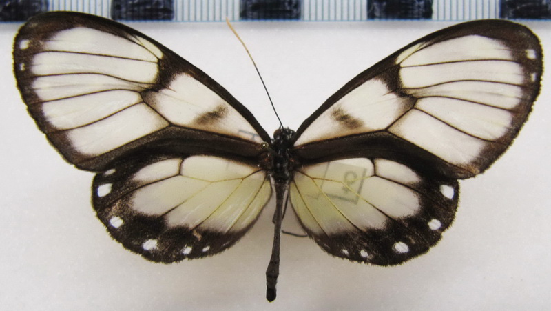 Godyris zavaleta   femelle ( Hewitson , [1855])                               
