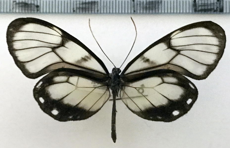   Godyris zavaleta   mâle ( Hewitson , [1855])                             