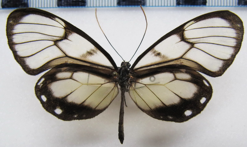   Godyris zavaleta   male ( Hewitson , [1855])                             