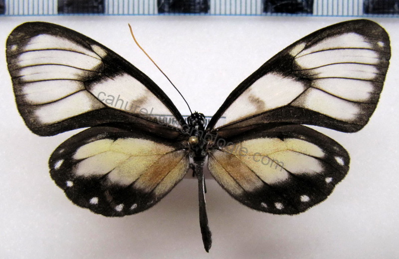   Godyris zavaleta matronalis  femelle  (Weymer, 1883)                                                            