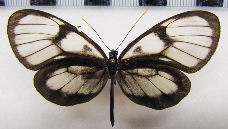 Godyris zavaleta matronalis  femelle  (Weymer, 1883)                               