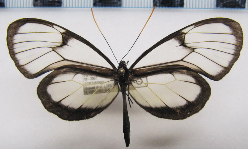  Godyris zavaleta matronalis  male (Weymer, 1883)                              