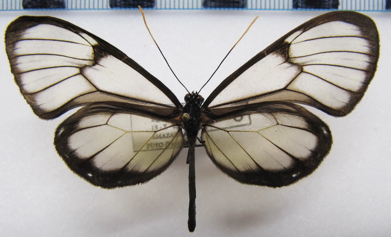 Godyris zavaleta matronalis  male (Weymer, 1883)                               