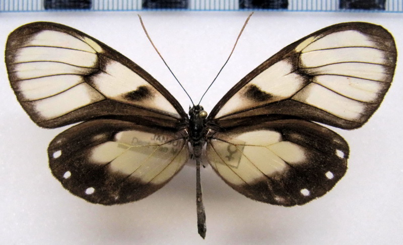     Godyris zavaleta   femelle ( Hewitson , [1855])                           