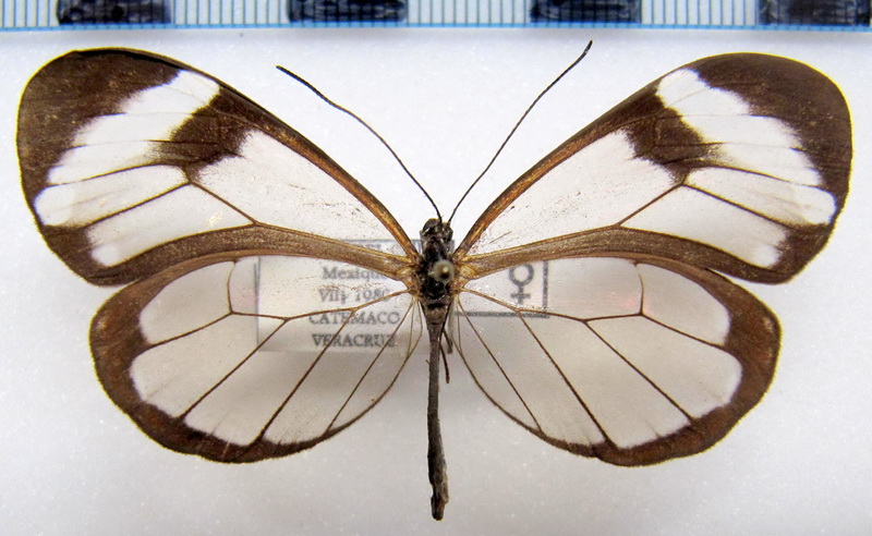 Greta morgane oto  femelle  (Hewitson, [1855])                               