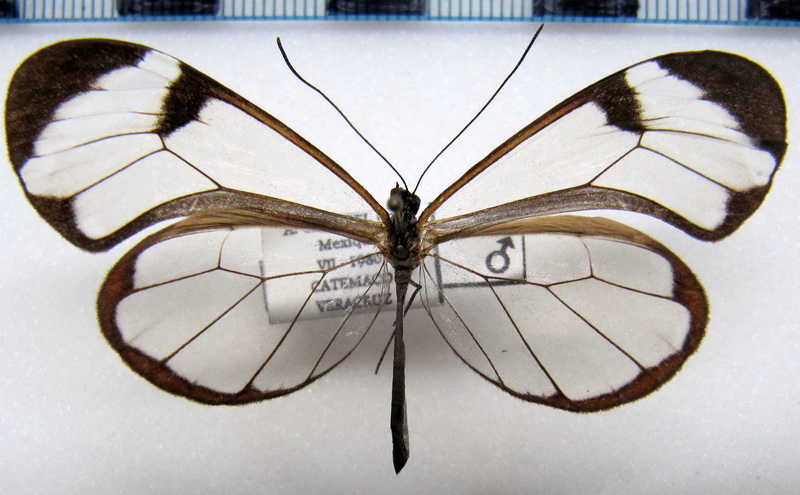   Greta morgane oto  mâle (Hewitson, [1855])                             