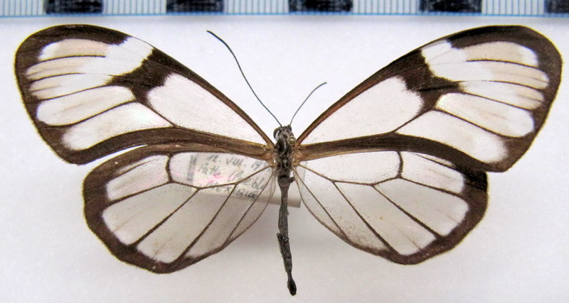 Heterosais giulia cadra   femelle   (Godmann & Salvin, 1878)                               