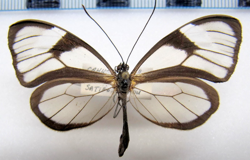 Heterosais giulia nephele  femelle  (Bates, 1862)                               