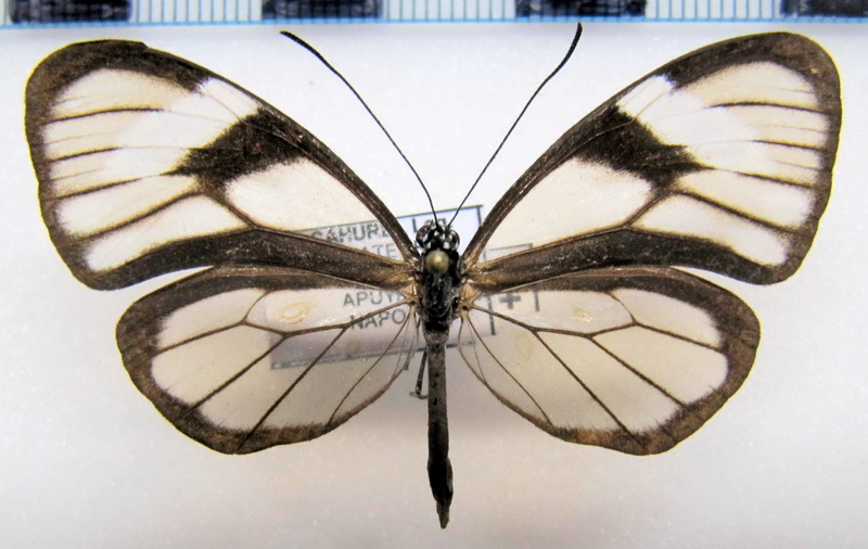 Heterosais giulia pallidula  femelle  Haensch, 1903                               