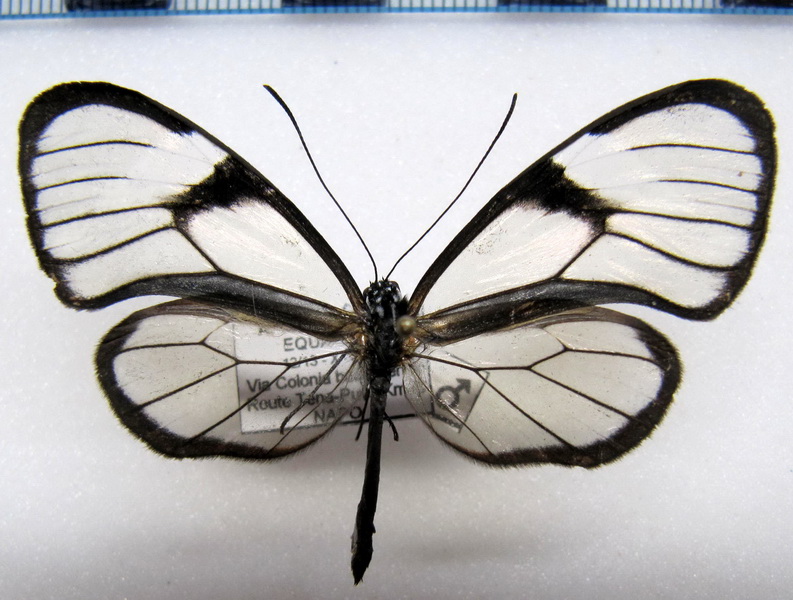     Heterosais giulia pallidula  male  Haensch, 1903                           