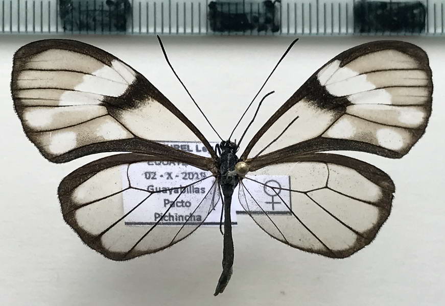  Heterosais nephele  femelle  Bates 1862