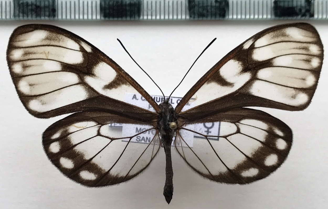  Hyalenna paradoxa catenata femelle  (Kaye, 1918)