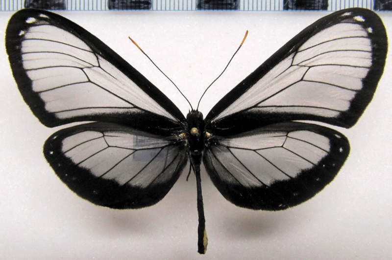 Hyalyris antea antea   femelle  (Hewitson, 1869)                               