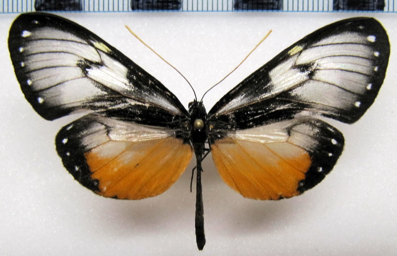 Hyalyris coeno norellana  femelle   Haensch, 1903                              