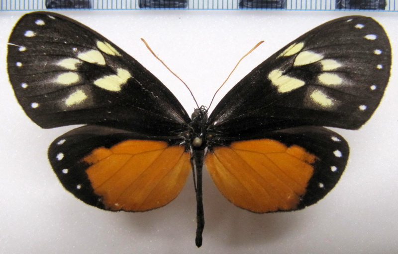 Hyalyris coeno ssp 02  femelle                               