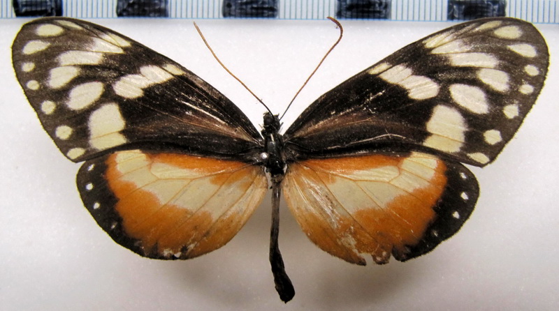  Hyalyris  excelsa excelsa  femelle ( Felder & Felder, 1862)                              