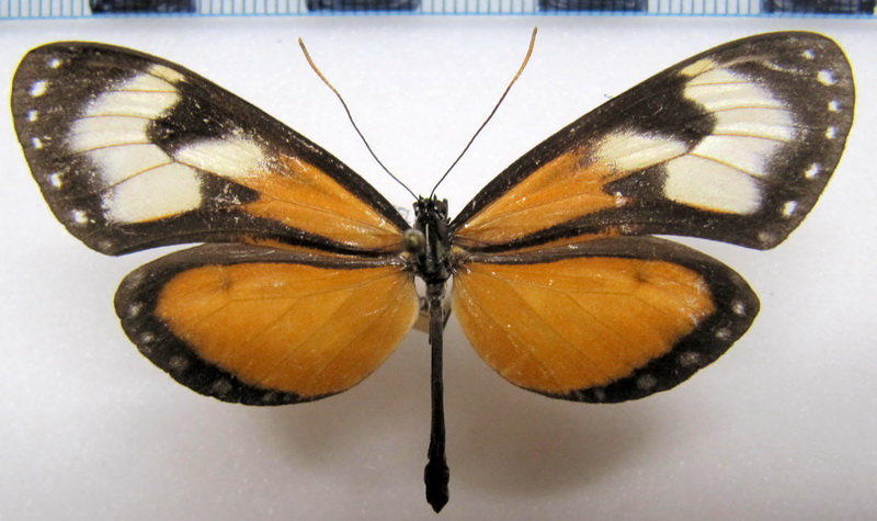   Hyalyris oulita metella   femelle  Hopffer, 1874                               