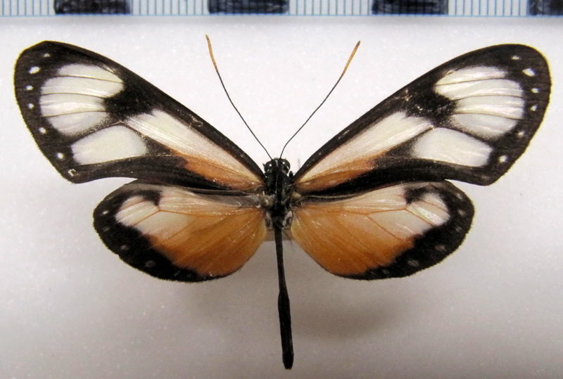   Hyalyris oulita metella   male  Hopffer, 1874                               