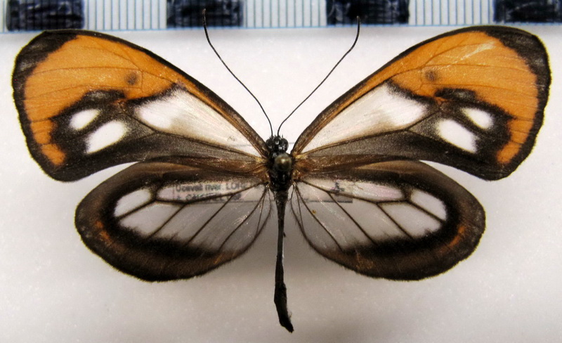   Hypoleria aureliana  femelle   ( Bates, 1862  )                              