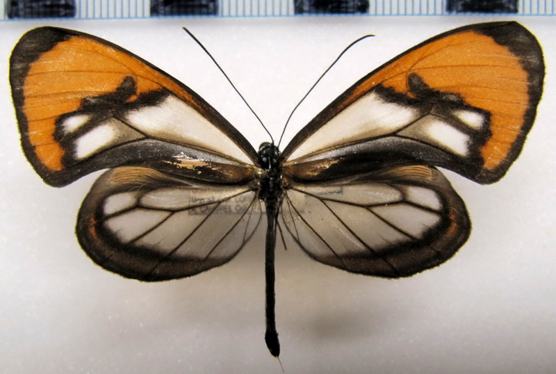  Hypoleria aureliana  male  ( Bates, 1862  )                               
