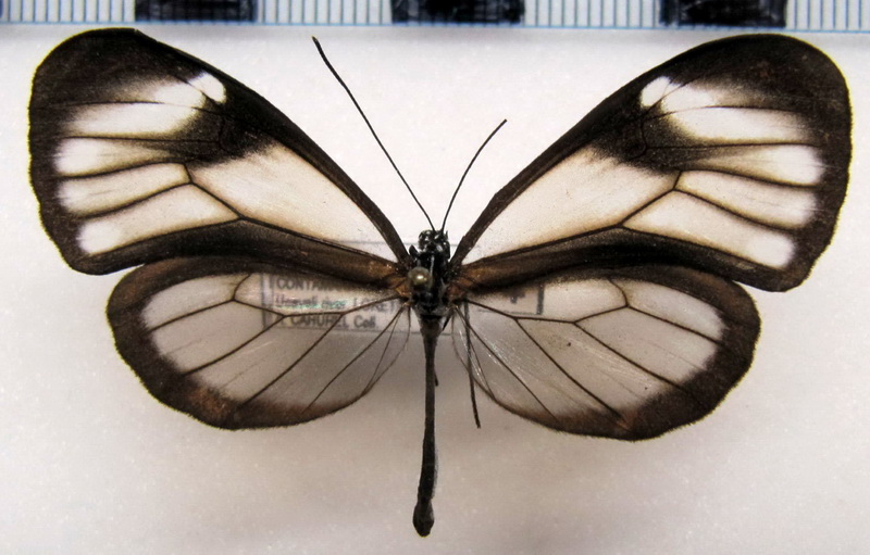   Hypoleria lavinia cajona   femelle  Haensch, 1905                             