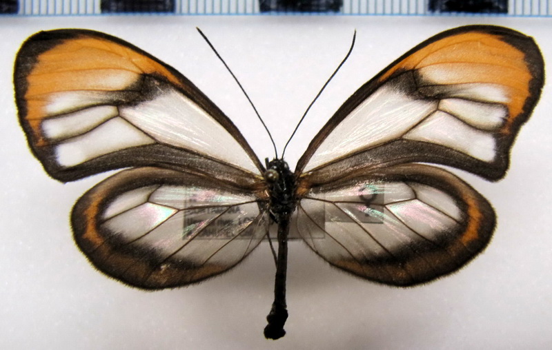 Hypoleria lavinia chrysodonia  femelle (Bates, 1862)                               