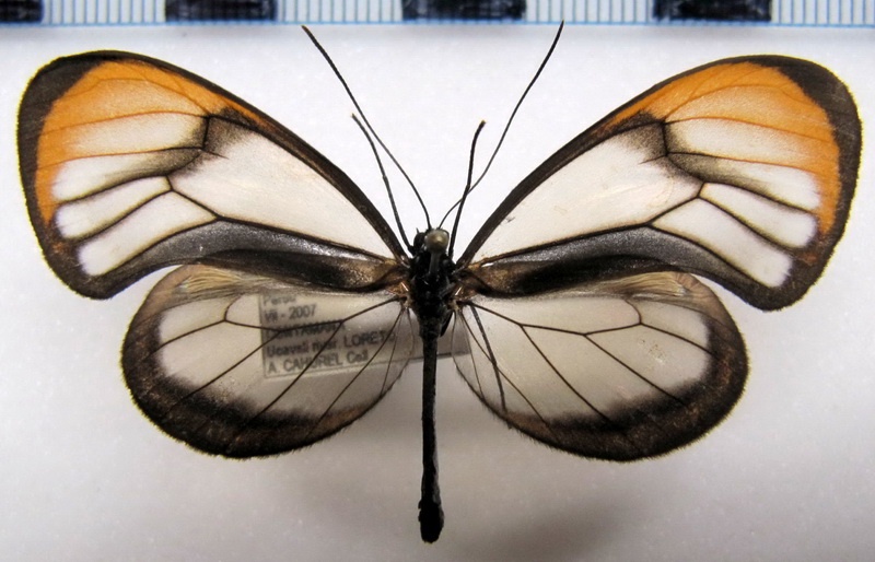  Hypoleria lavinia chrysodonia  male (Bates, 1862)                              