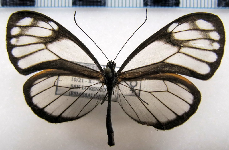  Hypoleria lavinia lavinia  femelle (Hewitson, [1855])                              