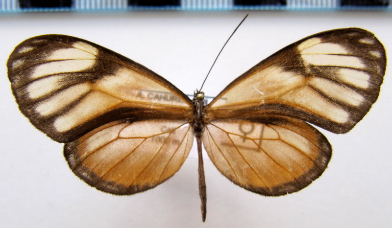  Hypoleria ocalea ocalea femelle     (E. Doubleday, 1847)                          