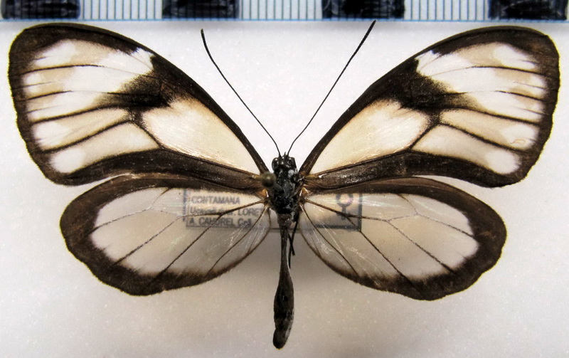 Hypoleria sarepta famina femelle   Haensch, 1909                                 