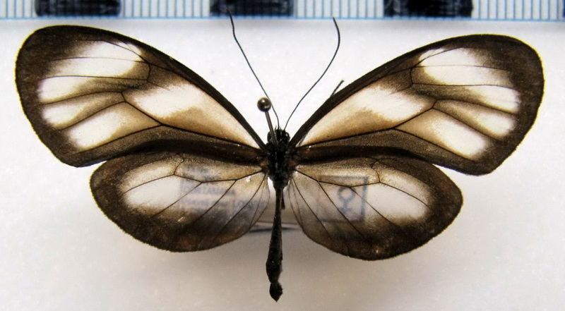   Hypoleria sarepta oriana  femelle   (Hewitson, [1859])                             