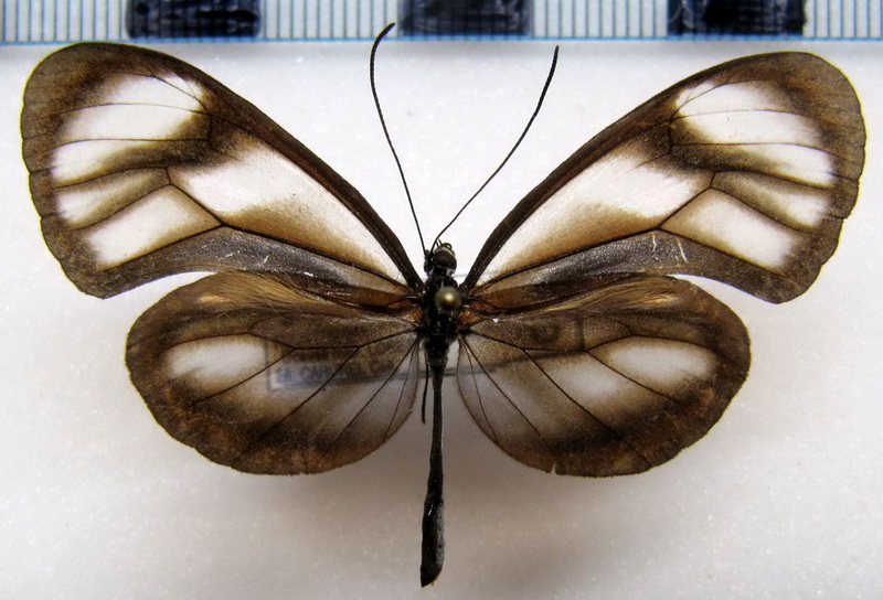  Hypoleria sarepta oriana  male  (Hewitson, [1859])                              