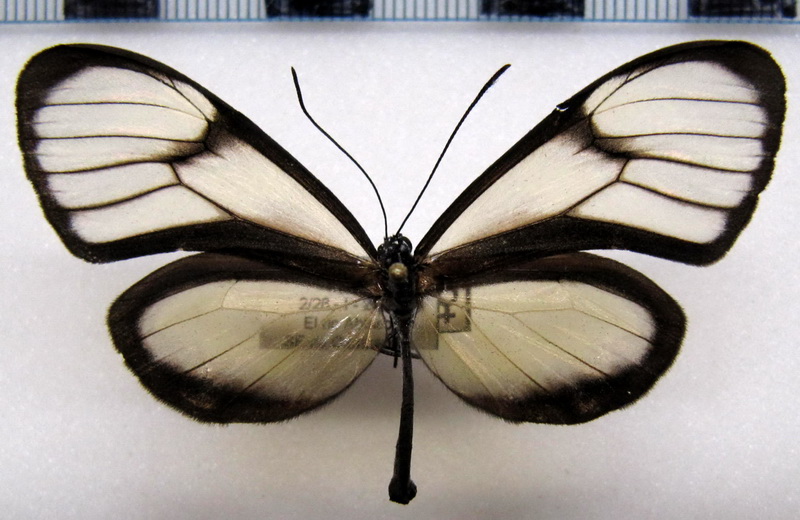  Hypoleria xenophis  femelle   Haensch, 1909                              