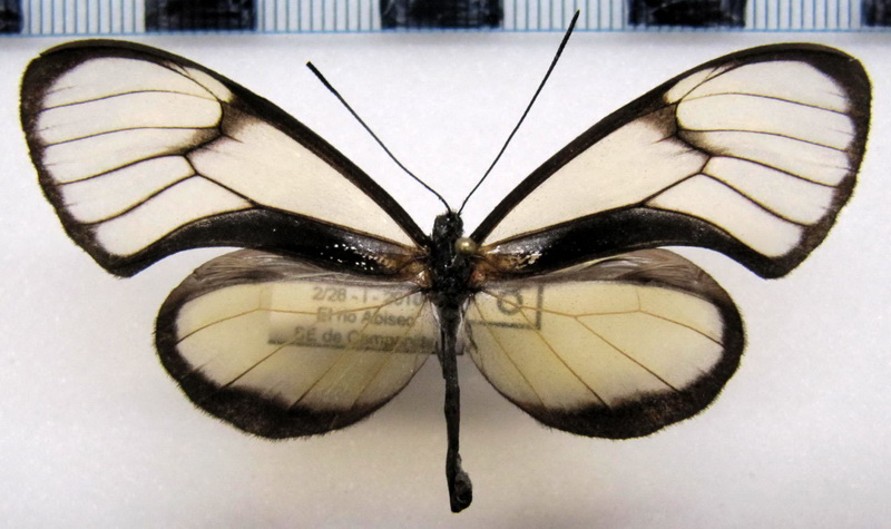  Hypoleria xenophis  mâle  Haensch, 1909                             