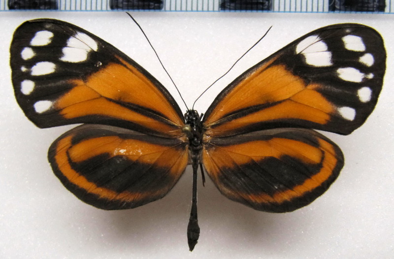   Hyposcada anchiala anchiala    femelle   (Hewitson, 1898)                             