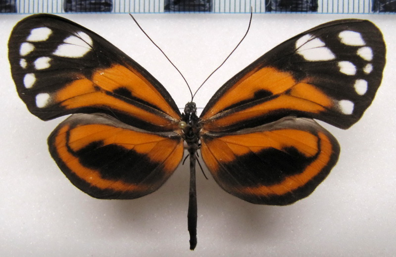 Hyposcada anchiala anchiala    Male   (Hewitson, 1898)                               