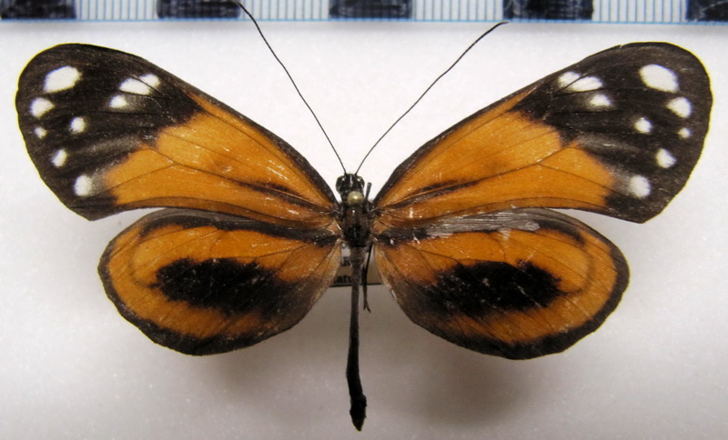   Hyposcada anchiala ecuadorina    femelle  Bryk, 1953                             