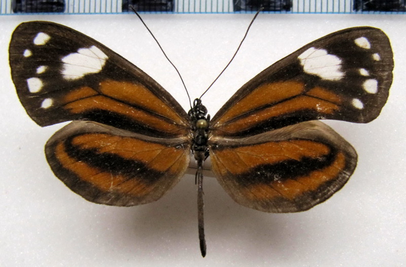   Hyposcada anchiala gallardi   Male,  Brévignon, 1993                             