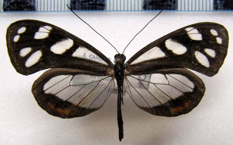   Hyposcada dujardini dujardini    femelle   Brévignon, 1993                             