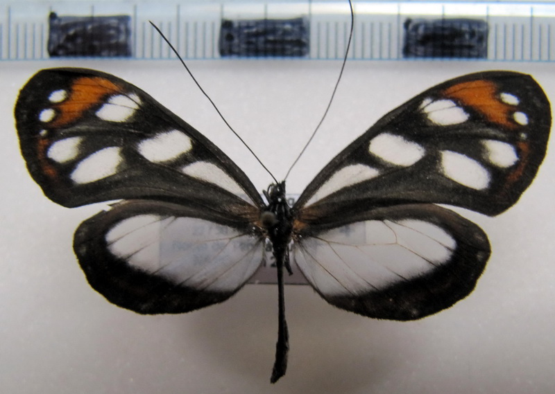   Hyposcada illinissa ida  femelle Haensch, 1903                               