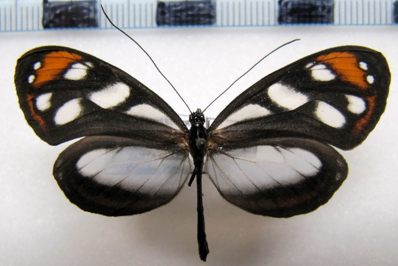 Hyposcada illinissa ida  femelle Haensch, 1903                                                        